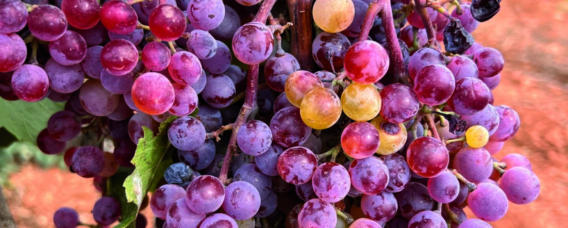 Weintastings mit Bodega Besuch, Tapas oder Paella
