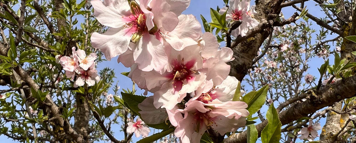 Mandelblüte 2023
